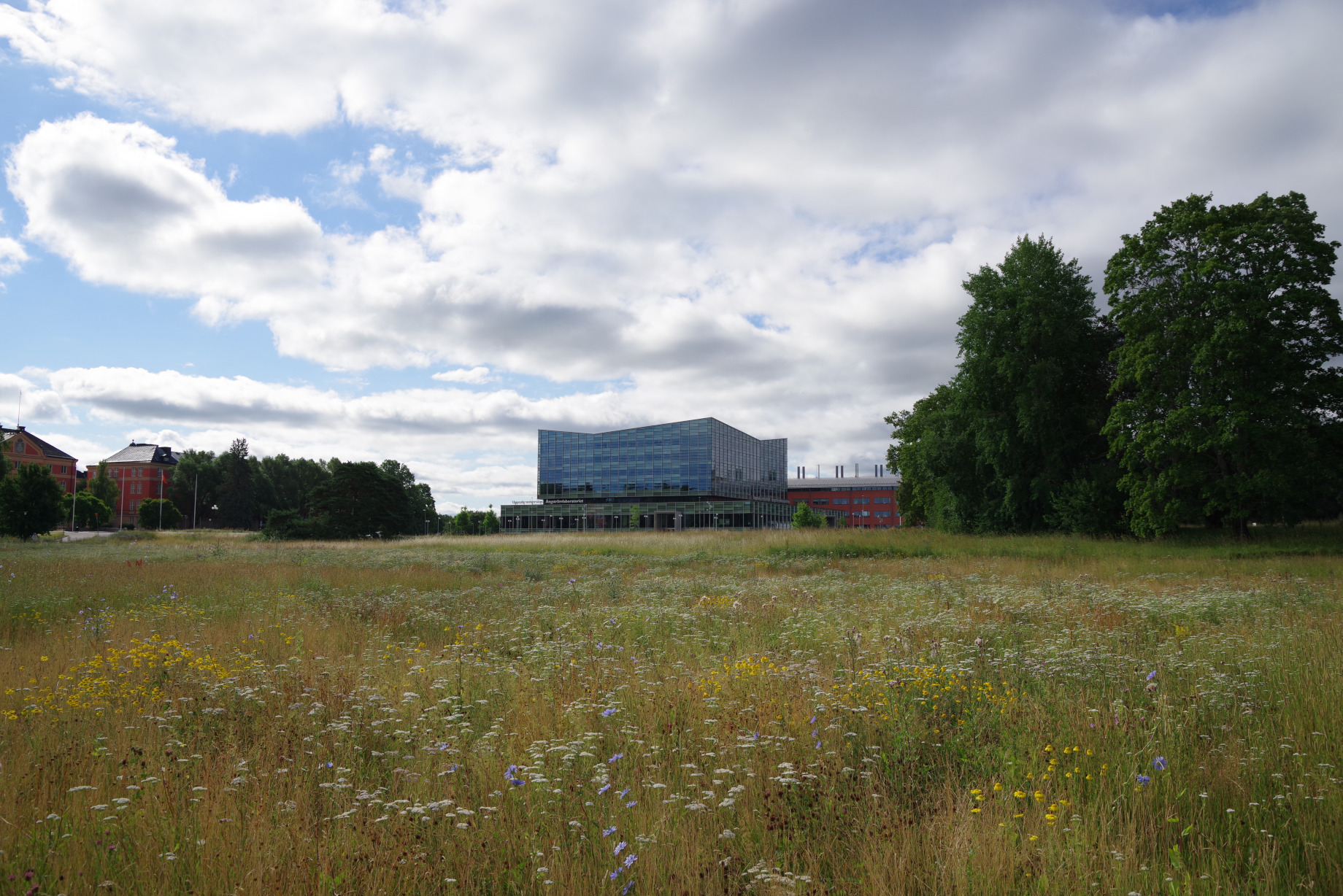 Polacksbacken meadow with flowers